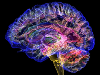 欧美操屄图片大脑植入物有助于严重头部损伤恢复